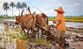 New research claims use of beasts of burden opened the doors to social inequality. Source: Aleksandar Todorovic / Adobe Stock