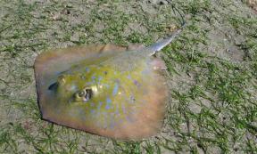 The blue stingray’s disc-like shape would have made it ideal for tracing.     Source: Kyle Smith/The Conversation