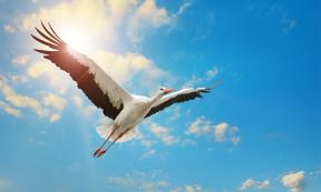 The stork has been a bird of legends through the centuries.	Source: Serghei Velusceac / Adobe Stock
