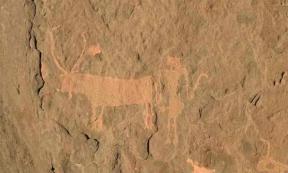 A strong relationship between human and animal: a cow with a modified ‘neck’ pendant and horns. 	Source: Julien Cooper/The Conversation