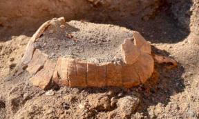 Herman tortoise and her egg discovered under a house at Pompeii. Source: Archaeological Park of Pompeii