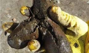 The 18th century sex toy unearthed in the Polish latrine. Credit: Regional Office for the Protection of Monuments.