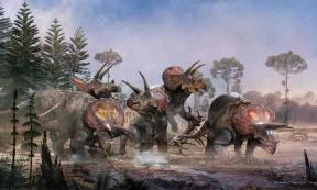 A heard of Triceratops horridus walking through a Cretaceous swamp.	Source: Bart Bus/Naturalis Biodiversity Center