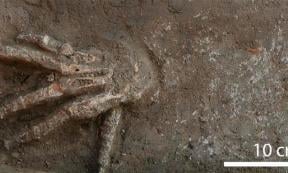 A severed hand that was apparently amputated in a trophy taking practice by the Hyksos in Egypt. Source: Gresky, J. et al 2023 / Nature