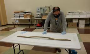 The distinctive double bend of what is being called a “perfect” wooden bow, made from spruce by a Native American tribe from southwestern Alaska, USA but found on Athabascan Dena’ina culture land. Source: National Park Service / J. Rogers