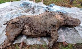 Best Preserved Ice Age Woolly Rhino Discovered in Siberia