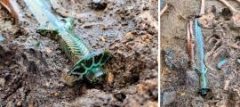 Perfectly preserved Bronze Age sword found in Nördlingen, Germany. Source: Dr. Woidich/Bavarian State Office for the Preservation of Monuments