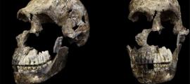 Three-quarter and frontal views of Homo neledi skull from Lesedi Chamber, South Africa. Source: Hawks, J et al/Elife Sciences