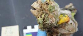 Amazonian Mummified Parrots Discovered in the Atacama Desert