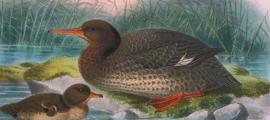 Top image: Auckland Island merganser. Artistic reconstruction by J. G. Keulemans from Bullers Birds of New Zealand (1888) Bullers Birds of New Zealand.                Source: Author provided/The Conversation