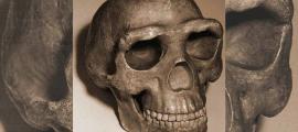 Reconstruction of the Peking man skull. Source: kevinzim / CC BY 2.0