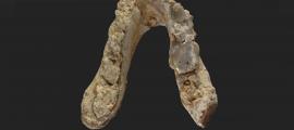 The lower jaw of the 7.175 million-year-old Graecopithecus freybergi (El Graeco) from Pyrgos Vassilissis, Greece (today in metropolitan Athens).