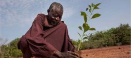 Yacouba Sawadogo planting. 