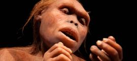 A reconstruction of Lucy, an Australopithecus afarensis. Source: procy_ab / Adobe Stock.