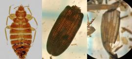 Left; Cimex lectularius, bedbug. Center; Wing casings (elytra) of Oryzaephilus surinamensis found at Vindolanda. Right: Almost complete wing casing (elytron) of Aphodius sp. Source: Left; Daktaridudu/CC BY-SA 4.0, Center and Right; Katie Wyse Jackson/Vindolanda Trust