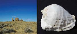 Left; Kin Klizhin is an ‘ancestral’ community consisting of a great house with tower kiva. Right; Strombus galeatus conch shell from the Sea of Cortez. Source: Van Dyke/Antiquity Publications Ltd