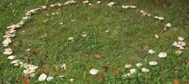 A mushroom ring creating a circle on the grass. These rings were believed to be portals to the fairy realm, and areas of danger. 