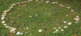 A mushroom ring creating a circle on the grass. These rings were believed to be portals to the fairy realm, and areas of danger. 
