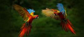 Two parrots spreading their flight feathers. Source: ondrejprosicky/Adobe Stock