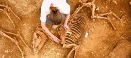 Horse pit being excavated at Villedieu, France.         Source: © Hamid Azmoun/INRAP