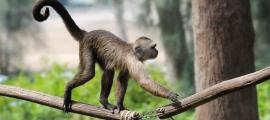 Why is it that hominoids have experienced tail loss, while other primates have not? Source: v_blinov / Adobe Stock