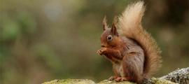 Red squirrels may have been spreading deadly leprosy amongst the population of medieval England. Source: Fraser by Peter Trimming / CC BY-SA 2.0
