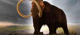 The discovery of a long-forgotten woolly mammoth bone may prove that humans and woolly mammoths coexisted in the northeastern United States.