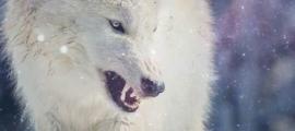 Profile picture for user Freki The Ravenous