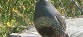 Profile picture for user BC Grote