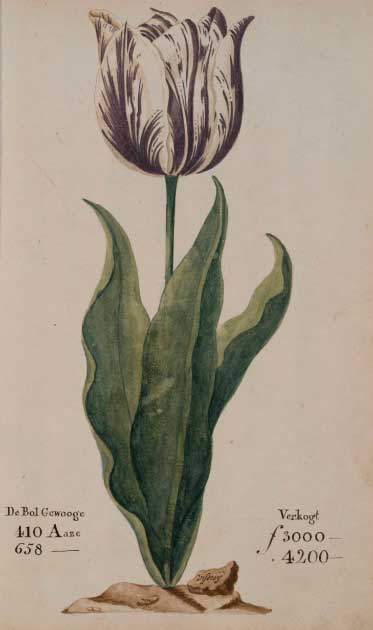 A tulip in the tulipmania of the 17th century known as "the Viceroy" (viseroij), displayed in the 1637 Dutch catalogue Verzameling van een Meenigte Tulipaanen. Its bulb was offered for sale for between 3,000 and 4,200 guilders (florins) depending on its weight. A skilled craftsman at the time earned about 300 guilders a year! (P. Cos / Public domain)