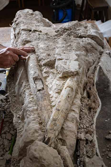 Los colmillos del mastodonte se encontraron casi completos. (Jason Halley/Estado de Chico hoy)