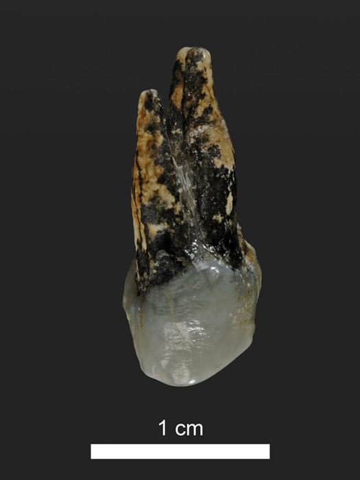 A 7.24 million-year-old upper premolar of Graecopithecus from Azmaka, Bulgaria.