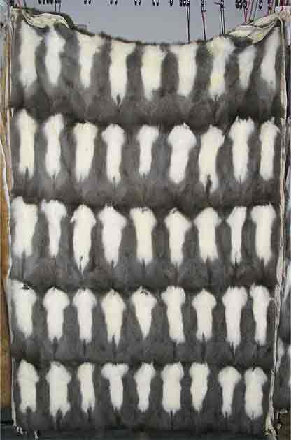 “Vair” fur made from squirrel pelts is so common a medieval material that it appears as a heraldic device, but the use of this fur may have passed on leprosy (Kürschner / Public Domain)